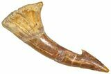 Bargain, Fossil Sawfish (Onchopristis) Rostral Barb - Morocco #366677-1